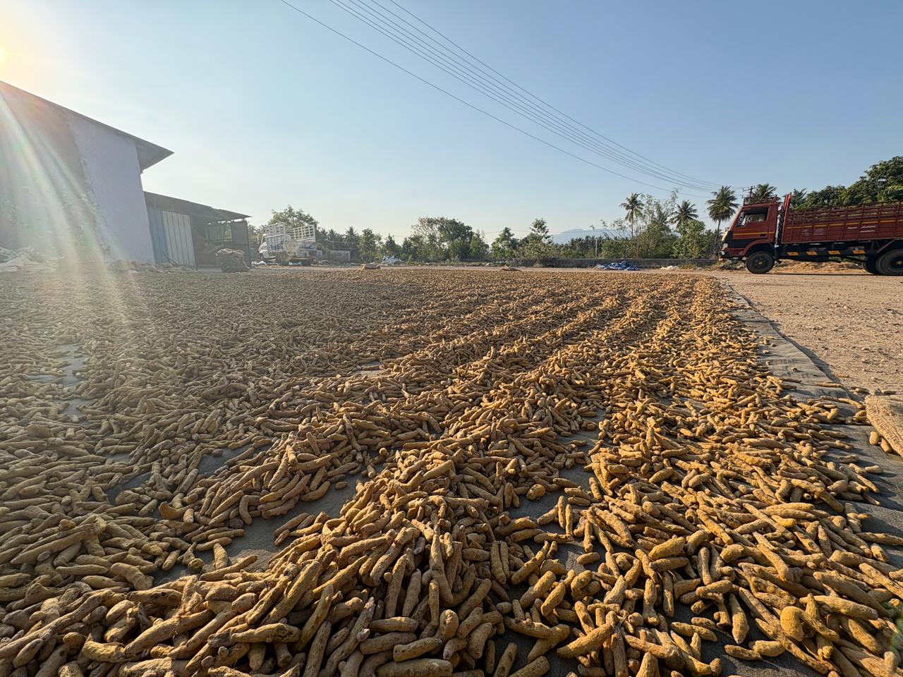 Turmeric Drying Process